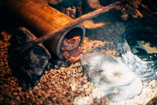 中国最烧钱的子弹，中国最强子弹