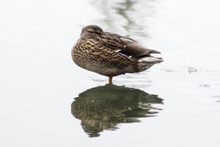 中国最珍贵的鸭，中国最稀有的鸭子