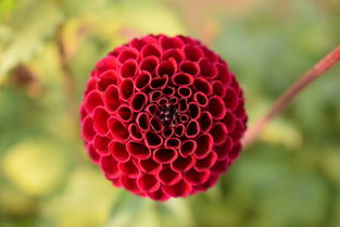 最重象牙，世界上最珍稀的象牙