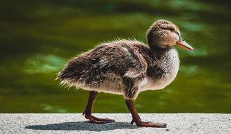 飞行世界动物排名前十，飞行动物百科