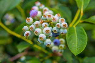 天然香檀十大排名，天然香檀十大排名品种