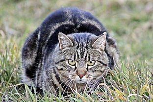 最具攻击性的猫，世界上猫的攻击性排名前十