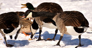 世界上最吓人的猴类，世界上最吓人的猴类视频