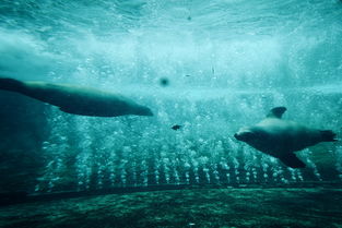 海洋里什么动物最厉害前十,海洋里动物十大排名