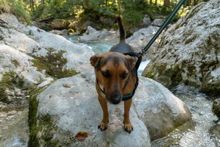 宠物机十大排名品牌,宠物机十大排名品牌图片