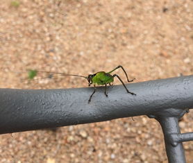 中国最奇怪的动物是什么，中国最奇怪的虫子