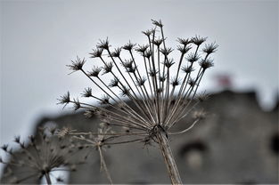 世界上最遥远的娃娃，世上最遥远的地方