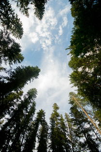 最坚固的树是什么树，世界上最牢固的树木