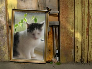 实木猫爬架品牌，实木猫爬架十大排名