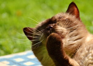 世界猫品种排名，世界纯种猫咪排名榜前十